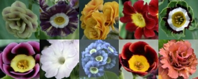 Ten Mixed Auricula - Abriachan Nurseries